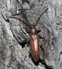 Oxypleurus nodieri
