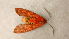 Elysius