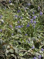 Hyacinthoides