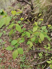 Spiraea chamaedryfolia