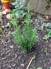 Salvia rosmarinus