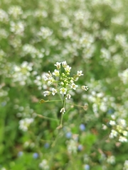 Capsella bursa-pastoris
