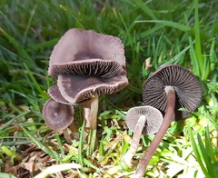 Panaeolus