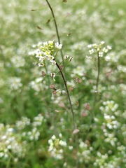 Capsella bursa-pastoris