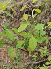 Spiraea chamaedryfolia
