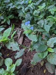 Commelina