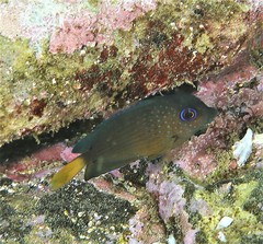 Ctenochaetus binotatus