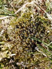 Campylopus introflexus