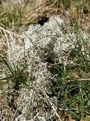 Cladonia