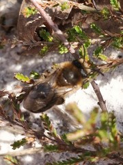 Colletes