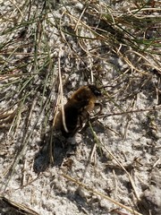 Colletes