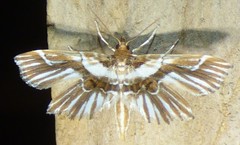 Undulambia striatalis