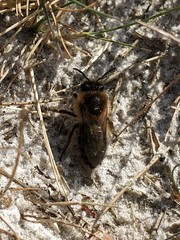 Colletes