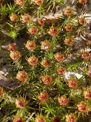 Polytrichum juniperinum