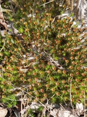 Polytrichum juniperinum