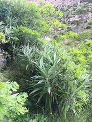 Ptilostemon greuteri