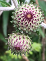 Ptilostemon greuteri