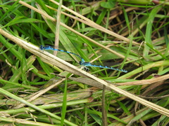 Coenagrion scitulum