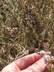 Calluna vulgaris