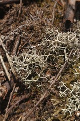 Cladonia