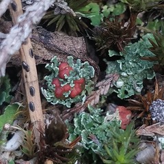 Cladonia coccifera