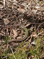 Lacerta agilis
