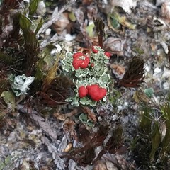 Cladonia coccifera