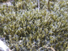 Campylopus introflexus