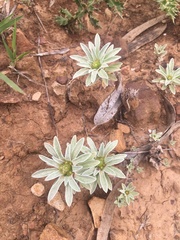 Filago asterisciflora