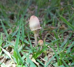 Panaeolopsis
