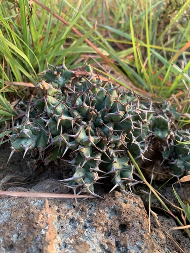 Euphorbia clavigera, photograph 2