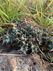 Euphorbia clavigera