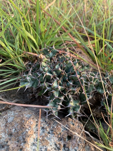Euphorbia clavigera
