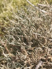 Cladonia