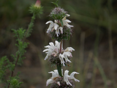Monarda pectinata