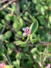 Phyla nodiflora minor