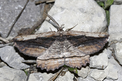 Menophra nycthemeraria