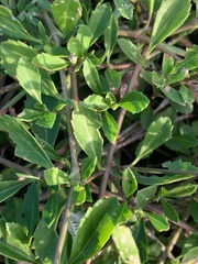 Phyla nodiflora minor