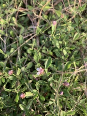 Phyla nodiflora minor