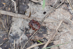 Chrysolina staphylaea