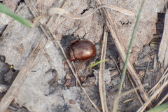Chrysolina staphylaea