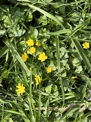 Ficaria verna
