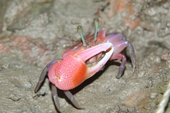 Tubuca rosea