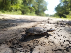 Acanthochelys pallidipectoris
