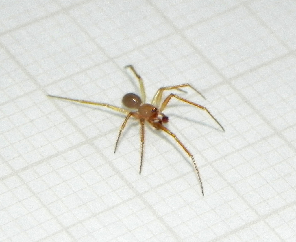 Cave cobweb spider