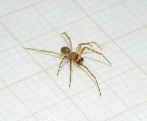 Cave cobweb spider