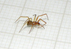 Eidmannella pallida