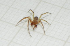 Eidmannella pallida
