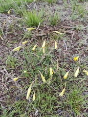 Gagea bulbifera