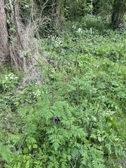 Anthriscus sylvestris